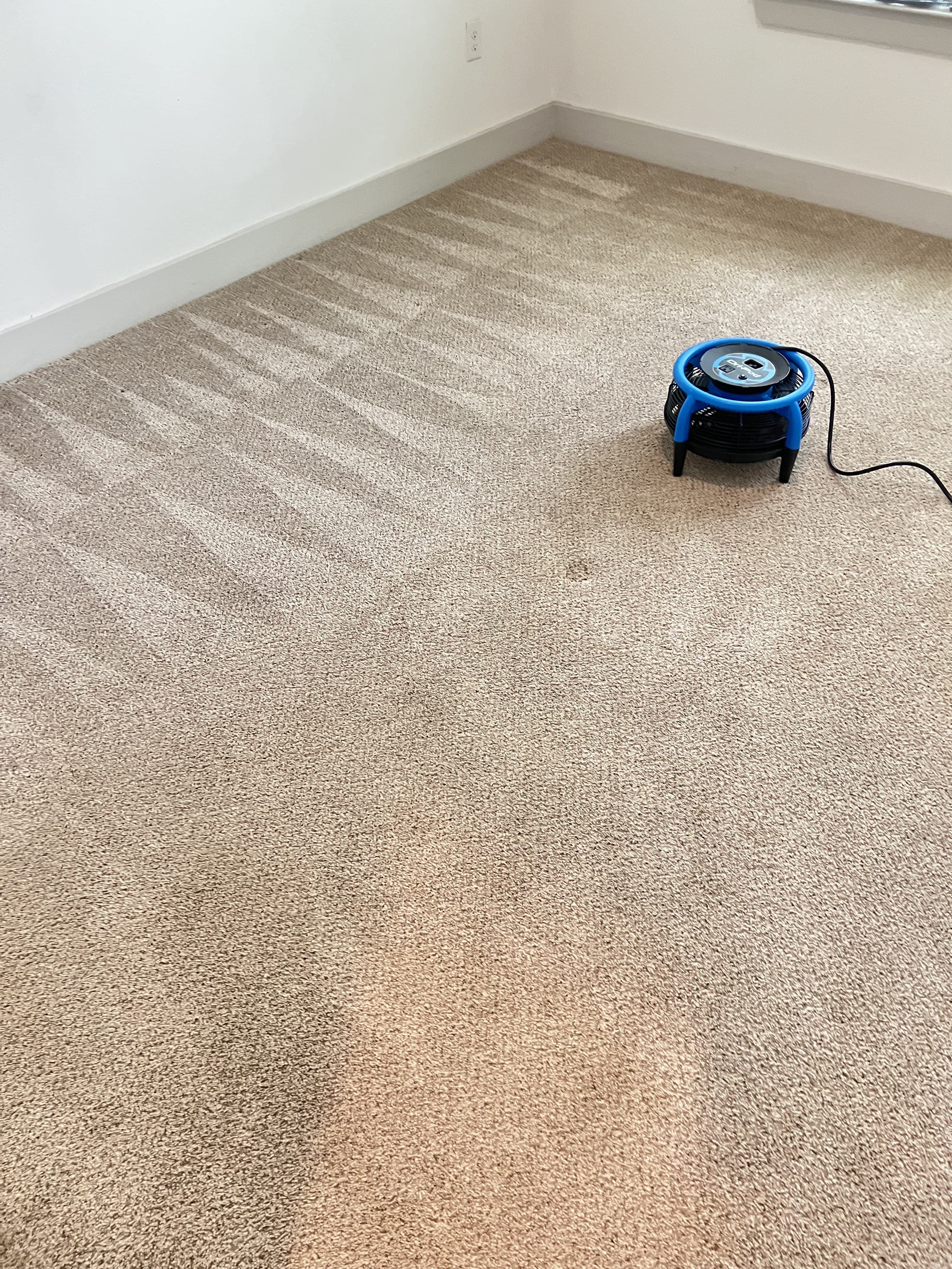 Carpet stains after professional cleaning in Jacksonville, FL