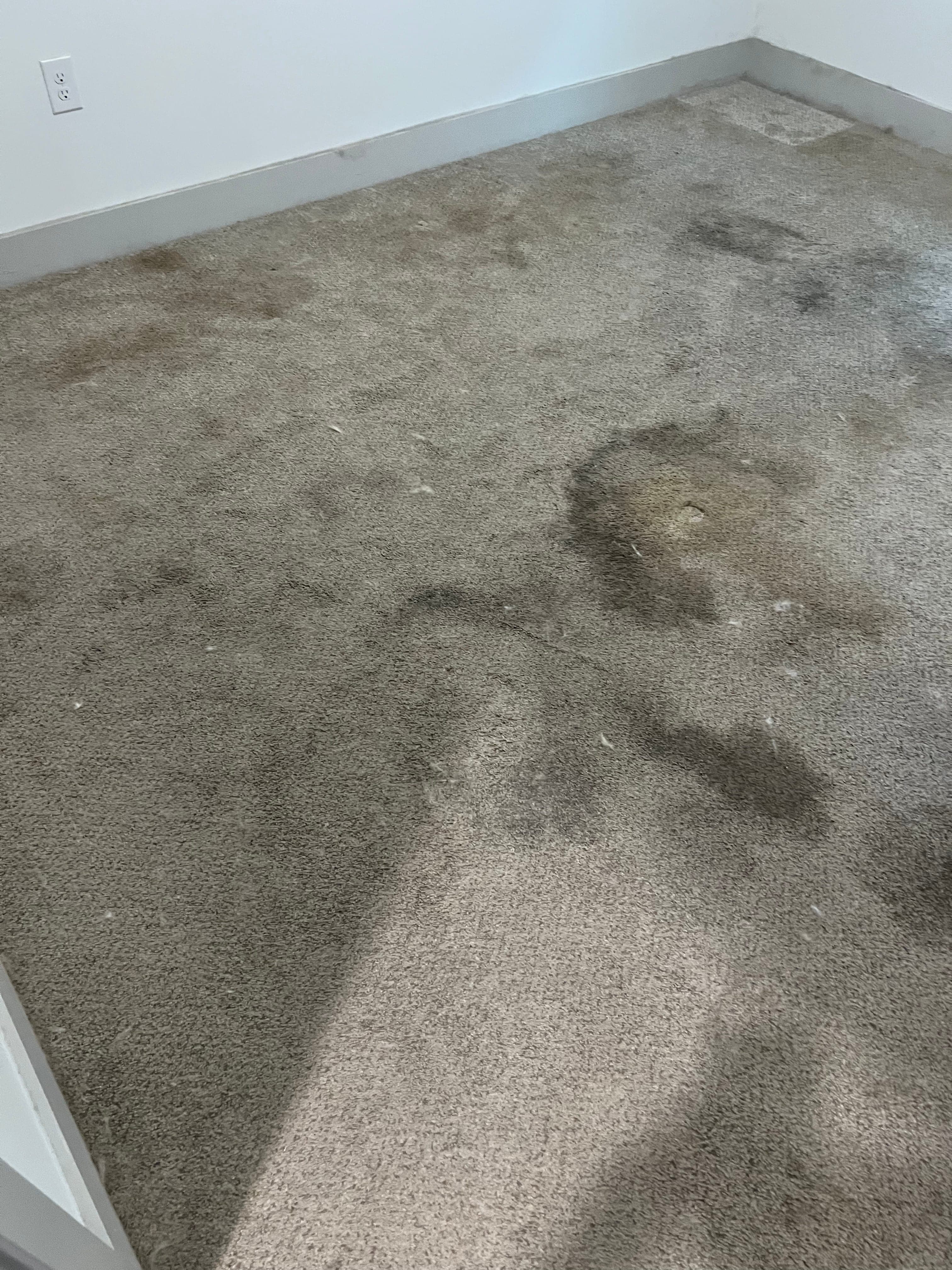 Carpet stains before professional cleaning in Jacksonville, FL